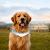 Collari per cani Collare di raffreddamento per animali domestici Dissipazione del calore Difficile da condensare Avvolgere il collo per animali domestici Accessori per gatti