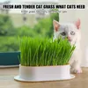 その他の猫は、ペットグラスポットポット水耕植物植物セットスナックにヘアボールクリーニング胃草食動物230907