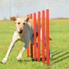 Colliers pour chiens Laisses Équipement de formation d'agilité pour chien Ensemble de formation d'obstacles pour chien portable en plein air Chiens sautant en cours d'exécution Pieu Sports Stakes Pole Fournitures 230908