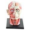 Cadılar Bayramı Oyuncakları 4d Montajlı İnsan İskelet Anatomik Model Beyin Nazal Oral Farinks Larinks Boşluk Anatomia Patlamış Kafatası Eğitim252L