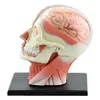 Cadılar Bayramı Oyuncakları 4d Montajlı İnsan İskelet Anatomik Model Beyin Nazal Oral Farinks Larinks Boşluk Anatomia Patlamış Kafatası Eğitim252L