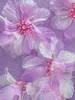 902 2023 automne piste pull pull à manches longues col rond imprimé floral violet blanc mode décontracté femmes vêtements yuecheng