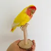 Figuras decorativas de taxidermia real, relleno de Melopsittacus amarillo euroasiático, periquito, periquito, loro, espécimen, dibujo de boceto, 273s