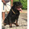 犬キューバリンクチェーンドッグカラー厚いネックレス925シルバー/ゴールドVVS人やペットのためのモイサナイトキューバチェーン