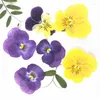 Dekorativa blommor 12 st/väska pansy torkad press lila/gula exemplar för barn handgjorda klass konst hantverk scrapbooking