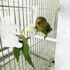Autres fournitures d'oiseaux Mangeoires automatiques pour animaux de compagnie Distributeur d'eau pour perroquets Outil de boisson Fourniture d'oiseaux