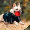 Köpek oyuncakları çiğneme büyük çiğneme ısırık dirençli evcil hayvan oyuncak küçük orta büyük köpekler fransız bulldog border molar temiz diş malzemeleri 230915