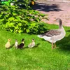 Garden Decorations 5st Chicken Stakes Ornament Duck and Duckling Lawn Insert Signs Double-Sided Printing Decoration Sculpture