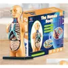 Early Education Human Toys Skeleton Model Set Steam Biology Primary and Middle School Students DIY Assembly Manual Puzzle Drop Deliver DH3PW