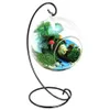 Support de présentoir d'ornement de 9 pouces de haut, support suspendu pour suspendre des plantes à Air Globe, Terrarium, support de boule de sorcière f248w, 12 paquets