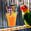 Outros suprimentos de pássaros papagaio mastigar brinquedo pendurado mastigando gaiola de forragem triturando brinquedos de madeira treinamento de periquito