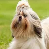 Hundkläder bling delikat kristall hårnål roston krona katt hårklipp krage husdjur shih tzu York kitty fluga slips dekoration leveranser