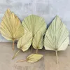 1pc Dried Flower Natural Pu Fan Leaf For DIY Home Shop Display Decoration Materials Preserved Leaves Palm Tree For Wedding Decor332e