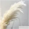 Dekorativa blommor kransar 80 cm pampas gräs stor super fluffig naturtorkad bukett dekor kräm färg bröllop dekorationer christ dhbdo