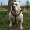 Nouveau collier réglable à pointes cloutées Rivets en cuir PU chien harnais pour animaux de compagnie collier de marche laisse pour Pitbull Mastiff HG99 201126221Z