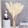 Dekorativa blommor kransar 80 cm pampas gräs stor super fluffig naturtorkad bukett dekor kräm färg bröllop dekorationer christ dhbdo