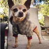 Vêtements de chien de compagnie classique modèle extérieur mode réglable harnais pour animaux de compagnie manteau mignon Teddy sweats à capuche costume petit collier de chien Accessor273S