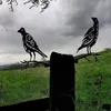 Décorations de jardin en métal, branche d'arbre à oiseaux, silhouette en fer, ornement d'art résistant aux intempéries, statues d'oiseaux de cour, décoration intérieure et extérieure