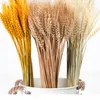Flores decorativas 50 pçs orelha de trigo real natural seco decorações de natal 2023 presentes de casamento para convidados buquê de noiva outono