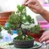 Dekorativa blommor trädgårdsskötsel falsk mossa torkad blommor dekorera falska bevarade krukväxter bonsai grön faux grönska