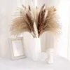 Decoratieve bloemen Natuurlijke droge kleine Pampasgras Phragmites Communis Gedroogd boeket voor bruiloft Bloemstukken Woondecoratie