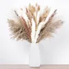 Decoratieve bloemen Natuurlijke droge kleine Pampasgras Phragmites Communis Gedroogd boeket voor bruiloft Bloemstukken Woondecoratie