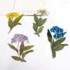 Decorative Flowers 60pcs Pressed Dried Spiraea Narcissus Stalk Flower Plant Herbarium For Jewelry Po Frame Phone Case Bookmark Making DIY