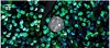 Herenpakken Blazers Glanzende groene pailletten Bling glitterblazer Heren Sjaalkraag Eén knop Tuxedo Suits Blazer Heren Bruiloftsfeest Toneelkostuums 230919