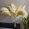 Christmas Decorations 5pcslot Large Pampas Grass Dye Natural Flowers Black Reed Flores For Living Room Shop Meeting Decortion Free Shopping 230919