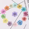 Decorazioni natalizie 120 pezzi Lotto Fiori di pizzo bianco essiccati naturali Pianta pressata per nail art Perline di neve Flora Regalo fai da te Custodia per telefono artigianale Deco 230919