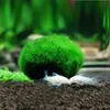 5pcs Marimo Moss Ball Aquarium Plants Terrarium Cladophora Ball Fish Tank Ornaments262c