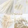 Juldekorationer 50200 st Cream Pampas Grass Fluffy Room Phragmites Decoration Natural Bunny Tail Dried Flowers Bouquet Boho Home Decor 230919