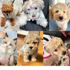 Dog Apparel Pet Hairpin Puppy Bone Hair Clips Kitten Grooming Pets Decoration Multicolor Supplies