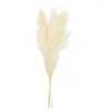 Decorative Flowers Cream Big Pampas Really Dried Flores Naturn Secas For Fashion Home Decoration Wedding Decor Shopping Free