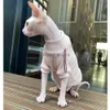 Cat Costumes Cat Clothes for Devon Rex Autumn Winter Warm Sweater for Sphynx Cat Cotton Clothes Hairless Cat Soft T-Shirt Kittens Outwear HKD230921