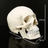 11 Human Anatomical Anatomy Harts Head Skeleton Skull Teaching Model Lagdable Home Decor Harts Human Skull Sculpture Statue T20276A