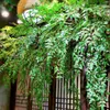 Decorative Flowers Simulated South Tianzhu Wall Hanging Plant Landscaping Climbing Vines Green Plants And