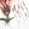 Decoratieve bloemen 60 stuks geperst gedroogde Polygonum Hydropiper bloem plant herbarium voor sieraden bladwijzer ansichtkaart telefoonhoesje DIY maken