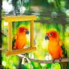 Другие товары для птиц Зеркало для попугаев Игрушечные игрушки Попугаи Средние попугаи Забавные большие птицы Корелла, устойчивая к укусам
