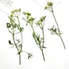 Dekorative Blumen 60 Stück gepresste getrocknete Korianderblüten Graspflanze Herbarium für Schmuck Lesezeichen Postkarte Telefonhülle Einladungskarte DIY