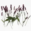 زهور زخرفية 60pcs مضغوط مضلفة مجفف polygonum hydropiper زهرة نبات العشبية لمجوهر
