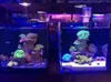 水族館照明水族館LEDライトマリンコーラルSPS LPSシーリーフタンクブルーホワイト初心者90V240V 3050 cm海水タンク230923