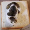 Cushion/Decorative Pillow Microblogging with the paragraph cute real life toast bread slices cushions cat special bread-type cushion cartoon around 230923