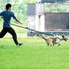 Hundhalsar reflekterande koppel dragkraft husdjur som kör bälte elastiska händer fritt jogging pull metall d-ring kopplar sele