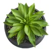 Acquari 25,4 cm grande pianta artificiale succulenta in ciotola decorativa verde 230923