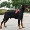 Collari per cani di taglia media e grande Pettorine regolabili per cani Collare antideflagrante Rullante Corda di piombo Pelliccia dorata Sella in pelle Pettorina per animali domestici