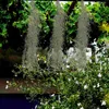 Декоративные цветы Мох Декор Венок Горшечные растения Искусственный орнамент Пластиковый консервированный