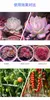 Grow Lights Adjustable Brightness UV Light for Plants Growing Timing Led Full Spectrum Panel Phyto Lamps Greenhouse Grow Light Indoor Flower YQ230926