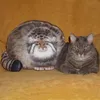 Almofadas de pelúcia Almofadas Vivid Cat Plush Pillow Totalmente Preenchido Pallas's Cat Boneca PP Enchimento de Algodão Simulado Manul Recheado Animal Brinquedo de Pelúcia Ornamento 230926