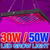 Grow Lights LED élèvent la lumière ampoule à spectre complet LED lampe de plante 30W 50W lampes de culture d'intérieur LED lampe Phyto pour l'éclairage de serre de semis YQ230926